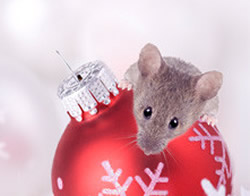 Pest Control Inspection CT Keep Unwanted Pests from Spoiling Your Holidays