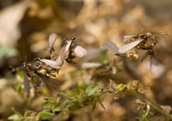 Pest Control Inspection CT Termites will soon be Swarming