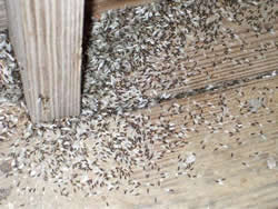 Pest Control Inspection CT Inspecting for Termite Swarms