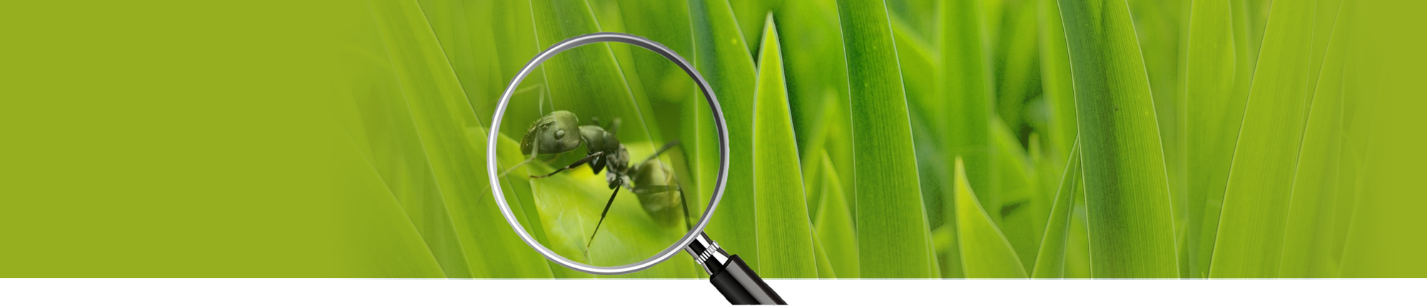 Redding  Pest Control Inspectors