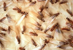 Pest Inspection CT Termites
