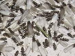 FHA Pest Control Inspection CT Termites